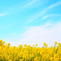 おしょうゆ
