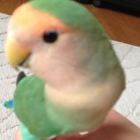 よもぎ