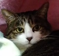 GIGI