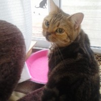 とももムーン